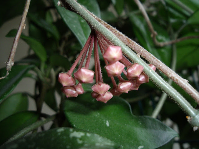 Tips for growing and caring for your hoya houseplant with closeup photos showing the blooming process as the tiny buds change and develop and become beautiful and fragrant flowers.