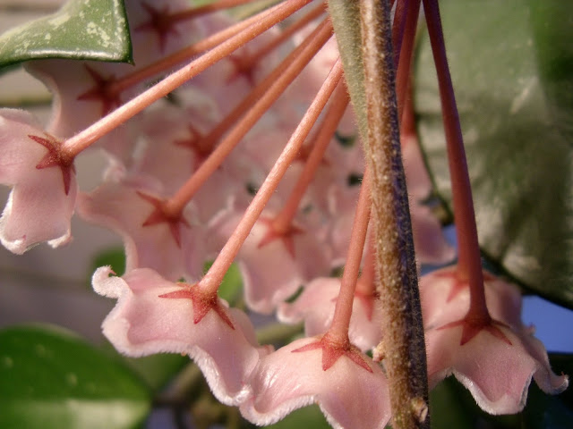 Tips for growing and caring for your hoya houseplant with closeup photos showing the blooming process as the tiny buds change and develop and become beautiful and fragrant flowers.