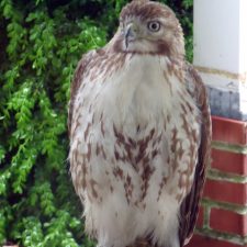 Coopers Hawk and Other Backyard Birds