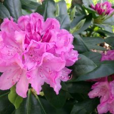 Rejuvenated Rhododendron after Severe prunning