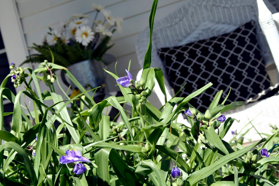 Sprucing up and decorating with accessories, flowers and garden plants getting ready for leisurely  spring and summertime front porch living.