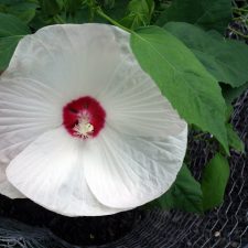 Additional Hibiscus Flower Growing Information