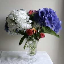 Late Summer Blooms of Hydrangea, Phlox, Trumpet Vine and Morning Glories