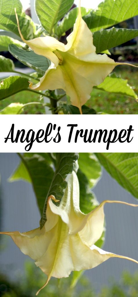 Tropical hanging trumpet-shaped flowers of Angel's Trumpet plant is fragrant and beautiful. But, be careful as all of the parts of the plant are poisonous.