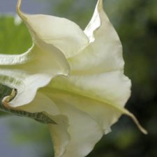 Beautiful and Fragrant Angel’s Trumpet