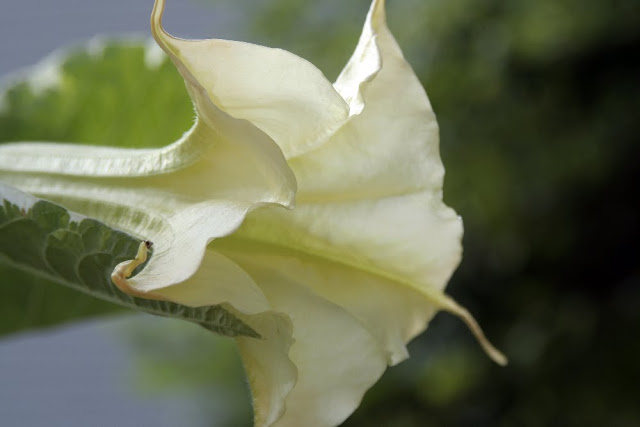 Tropical hanging trumpet-shaped flowers of Angel's Trumpet plant is fragrant and beautiful. But, be careful as all of the parts of the plant are poisonous.