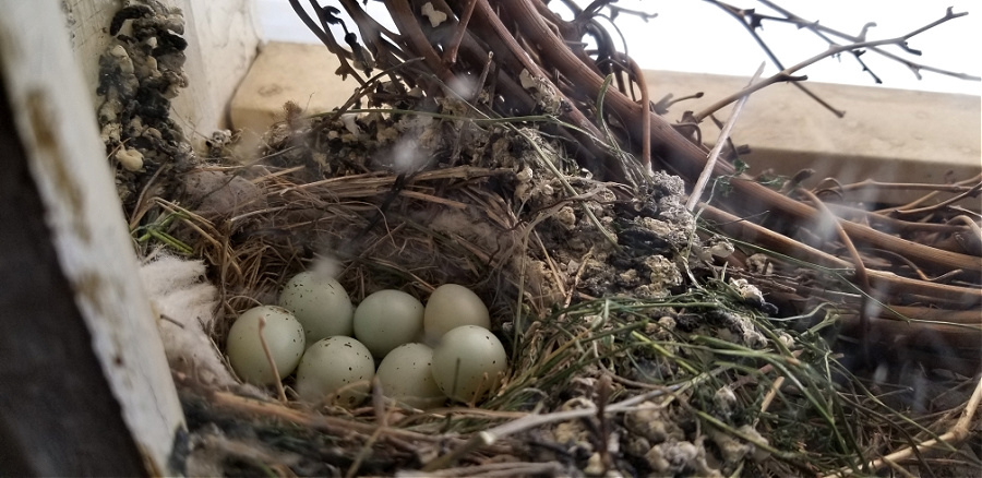 His Eye is on the sparrow eggs in nest