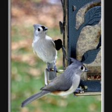 Backyard Birds, Tufted Titmouse, Blue Jay and Sparrows