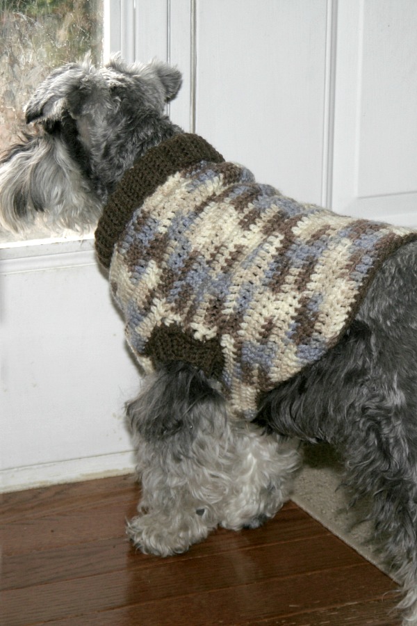 Keeping my miniature schnauzer puppy warm and cozy with a crocheted dog sweater. Make one for your pet in your favorite color with this how-to pattern.