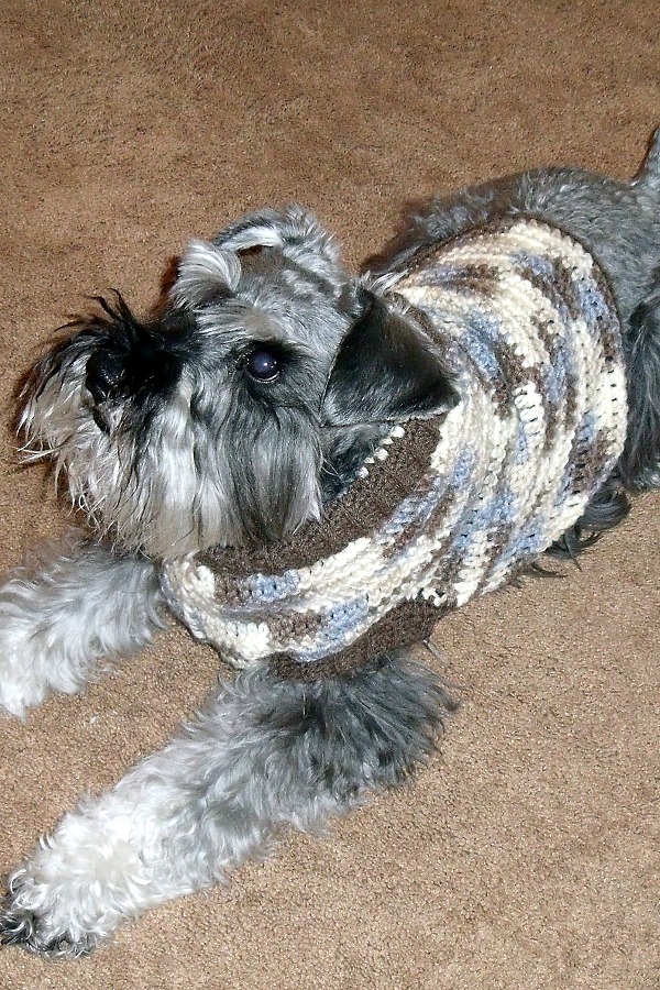 Keeping my miniature schnauzer puppy warm and cozy with a crocheted dog sweater. Make one in your favorite color with this how-to pattern.