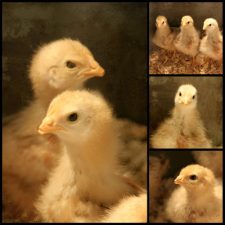 Soft and Fluffy Baby Chicks