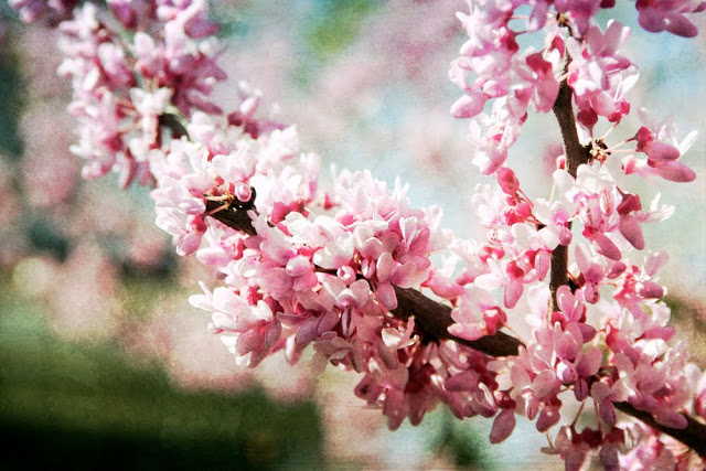 The tiny bunches of flowers are abundant on the Eastern Redbud Tree covering all of the branches and even along the trunk. These trees put on a lovely display each spring just prior to the emergence of heart-shaped leaves.