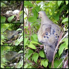 Mourning Dove Hatchlings