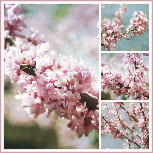 The tiny bunches of flowers are abundant on the Eastern Redbud Tree covering all of the branches and even along the trunk. These trees put on a lovely display each spring just prior to the emergence of heart-shaped leaves.