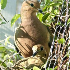 Nesting Mourning Doves
