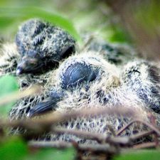 Just Hatched Mourning Doves still in the Nest