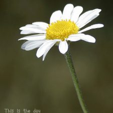 Daisies This is the Day the Lord has Made