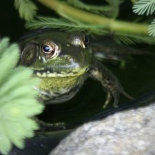 Beauty is in the Eye of the Beholder ~ Jared’s Frog