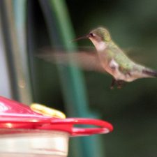 The Hummingbirds Have Returned
