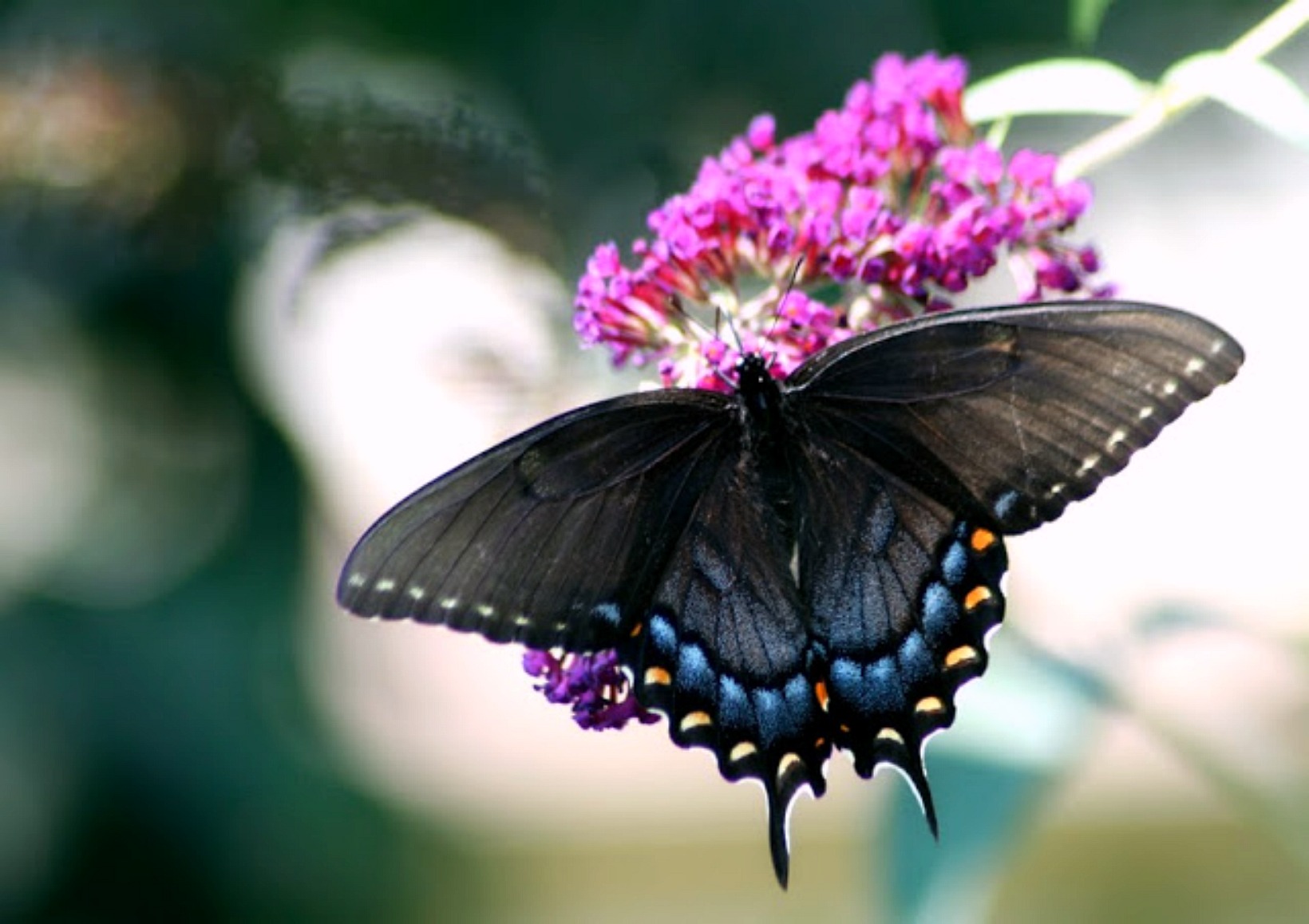 Black butterfly meaning