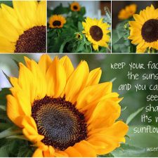 Mosaic Monday ~ Sunflowers…
