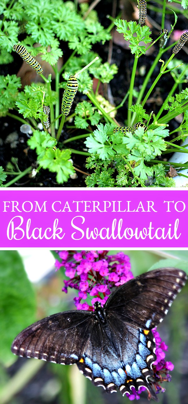 black swallowtail caterpillars on parsley plant