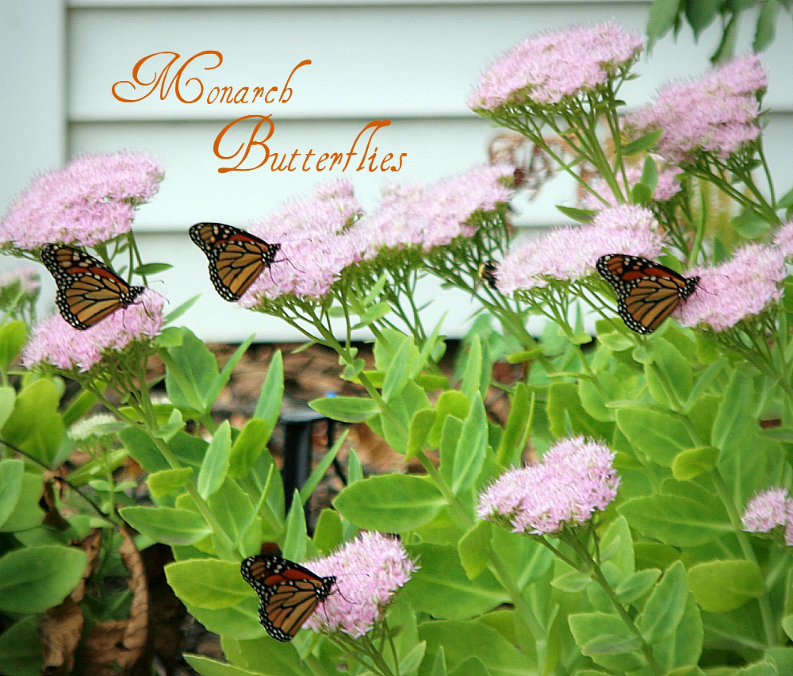 Monarch butterflies visit blooming perennial sedum plant, fueling up before their annual journey, flying thousands of miles to overwintering in Mexico.