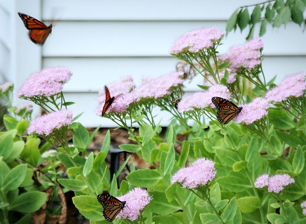 Monarch butterflies visit blooming perennial sedum plant, fueling up before their annual journey, flying thousands of miles to overwintering in Mexico.