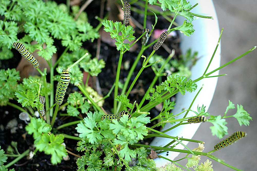 Caterpillars feed on a host parsley plant for nourishment. These caterpillars will transform into black swallowtail butterflies. 