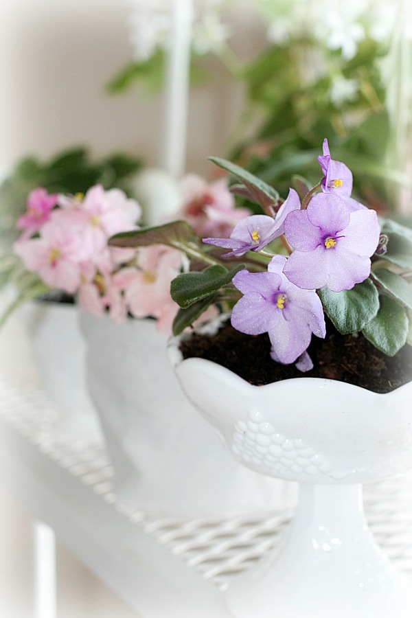 Growing African violets is easy in a bright window location bringing their beauty and sweetness to your home. Once you have one plant you are sure to add more to your collection.