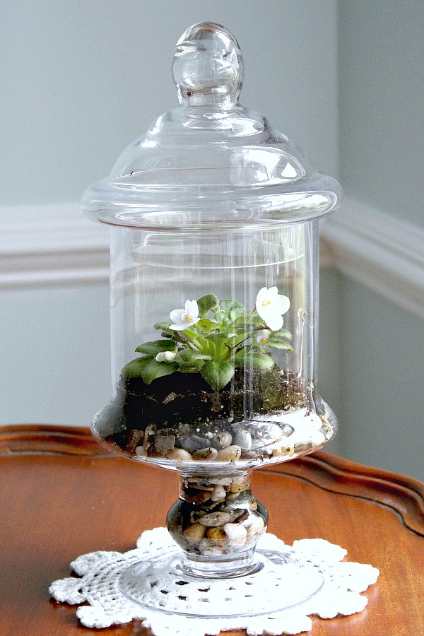 Although not necessary, you can grow miniature African violets in a terrarium culture. Kept in a bright location, they bloom frequently. 