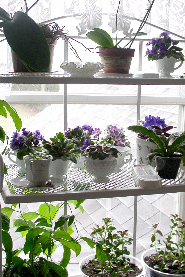 An old-time favorite, African violets are one of the prettiest flowering houseplants. With blooms in colors from white to pink, lavender and dark purple, they put on quite a show. Grow in a bright window for lots of lovely flowers.