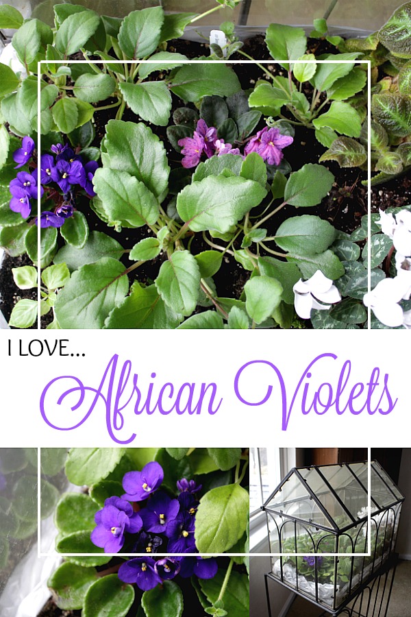 African violets have always held a special place in my heart. They are just so pretty and bloom easily. Easy to grow in a bright facing window and look sweet on a table or windowsill.