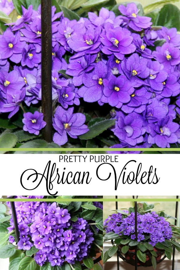 The beloved African violet is a perennial favorite. In shades from white to pink and deep purple and many multi-color variations it isn't hard to fall in love with them.
