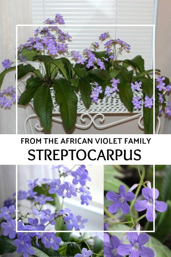 Beautiful Streptocarpus, related to the African violet, is from the family of Gesneriad plants. It blooms easily with lovely tubular flowers. 