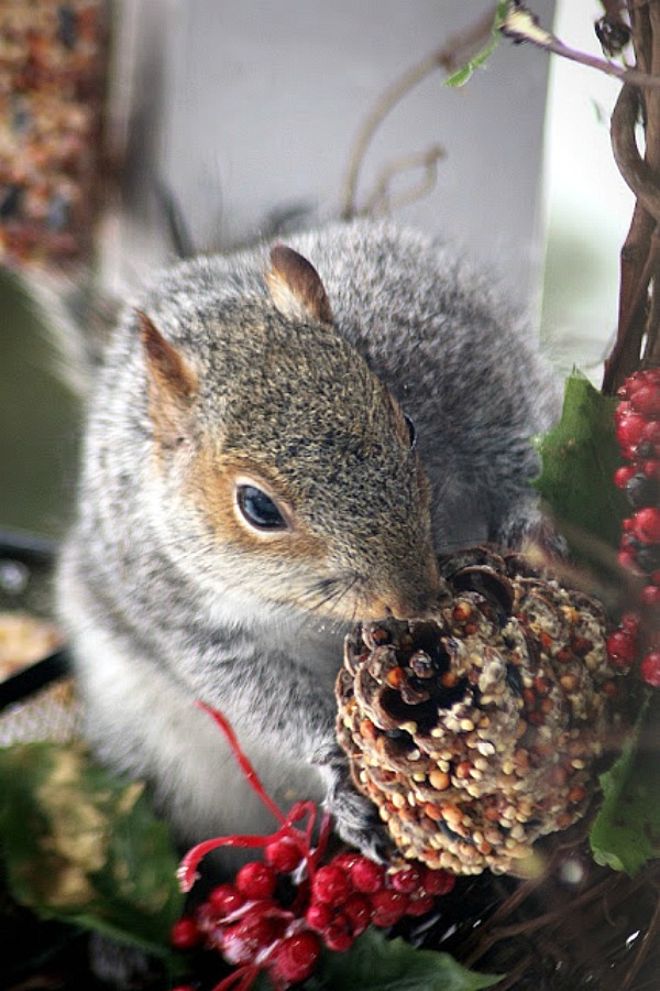 Cute but so annoying to have a squirrel invading the bird feeder, devouring all the seed in a blink of an eye. Still, how cute are their antics!