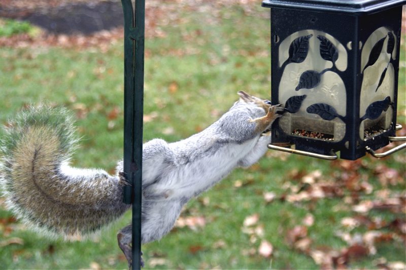 Gray squirrel on bird feeder