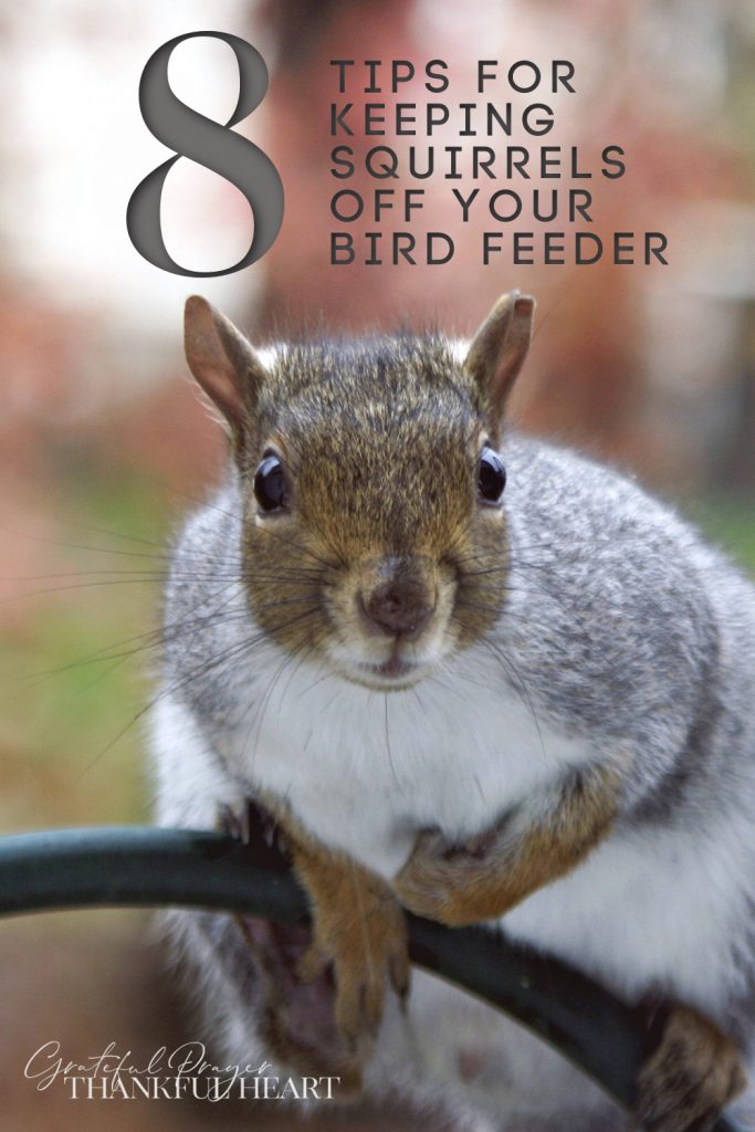 Tip for keeping gray squirrels off backyard bird feeders
