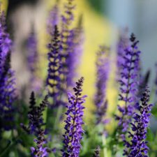 Blue Salvia