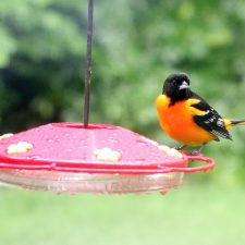 That’s Not a Hummingbird it is a Baltimore Oriole