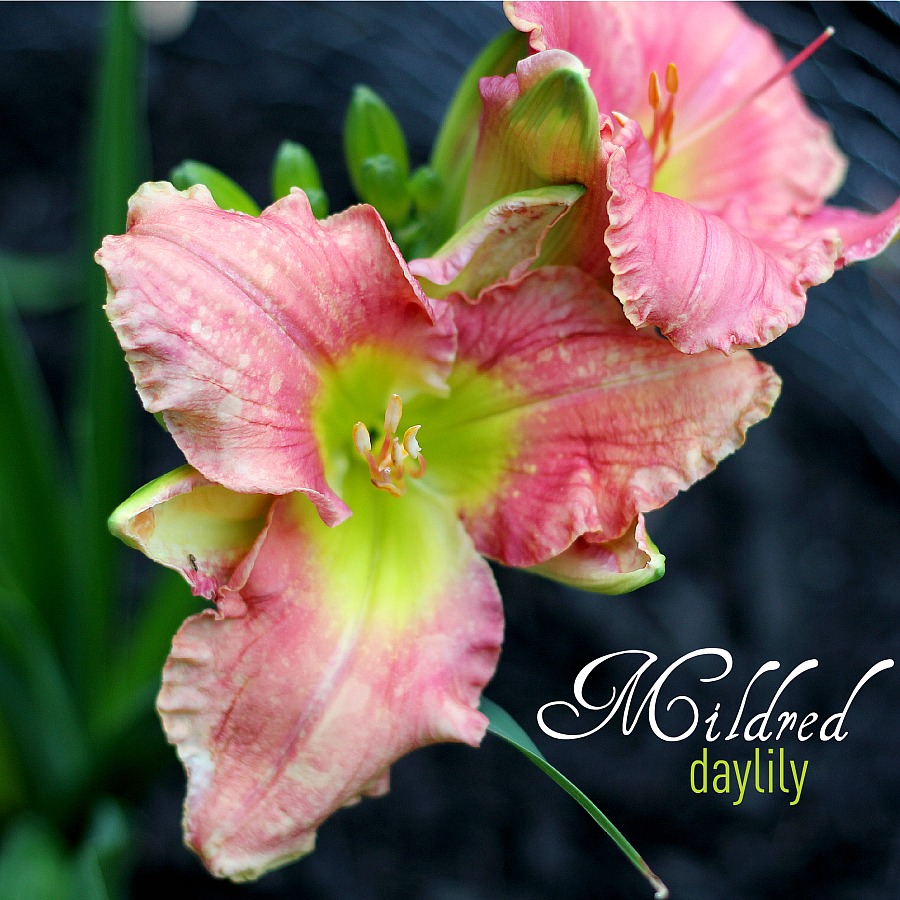 Mildred Daylily was a gift from a friend. The blossoms open to reveal the lovely pink, green and chartreuse colors as it blooms in my front garden and reminds me of her thoughtfulness and our friendship each time I see it.