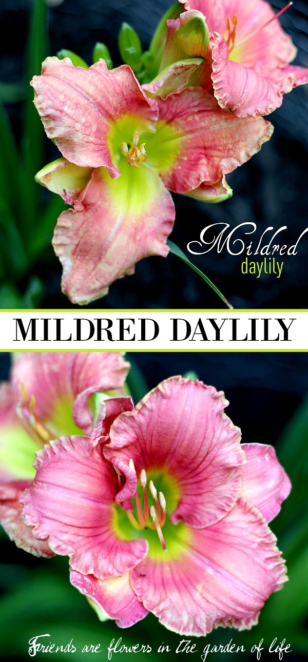 Mildred Daylily was a gift from a friend. The blossoms open to reveal the lovely pink, green and chartreuse colors as it blooms in my front garden and reminds me of her thoughtfulness and our friendship each time I see it.