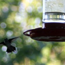 Amazing Hummingbirds & Sugar Water Recipe for Feeders