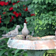Mourning Doves and Cardinal at the Birdbath