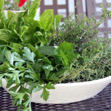 Harvesting and Storing Herbs