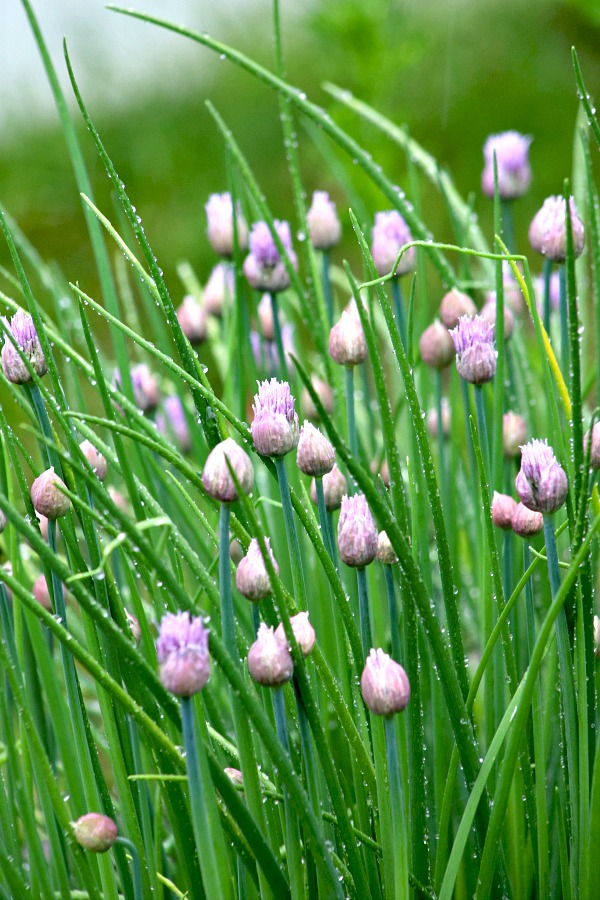 Chives are such a great addition to the herb garden. Requiring little attention, this hardy perennial is pretty, easy to grow and has many culinary uses. 