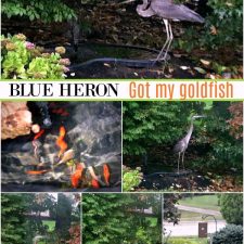 Blue Heron – gone
