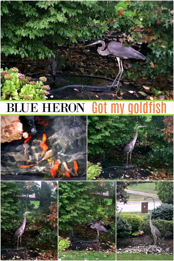 Blue Heron - gone. Yes, a blue heron bird showed up and when I took a look, all of the goldfish in my tiny pond were ~ GONE!