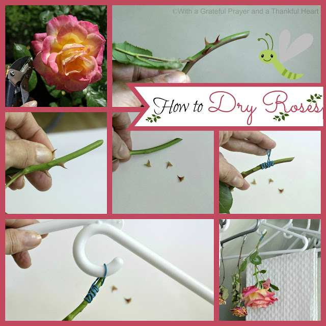 There's nothing lovelier than fresh cut flowers gracing your table or brightening a place in your home. But even after the blossoms begin to fade, you can continue to enjoy their beauty by drying them. This how to dry roses technique couldn't be easier. Use for crafts projects, embellishing gift packages and food gifts.