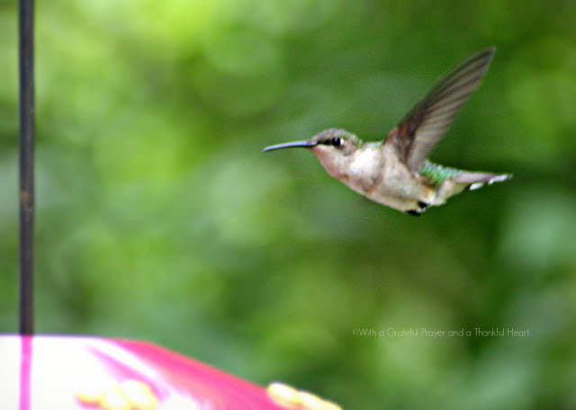 Fast and fascinating hummingbirds visiting the feeder for nectar entertain and delight as we watch their activity. Poem by Emily Dickinson and Robert Frost.
